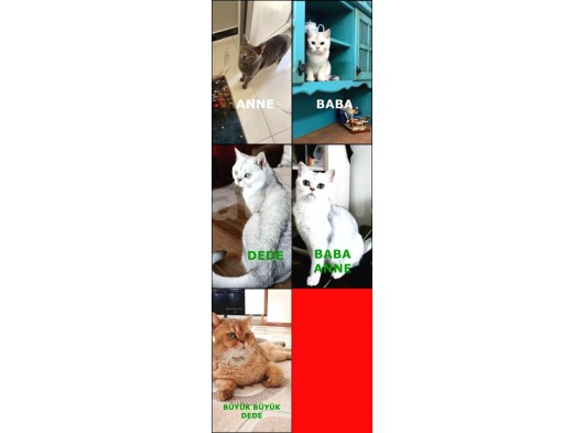 2 Adet Erkek  Scotish Stranght Golden Black Shaded Yeni̇ Yuvalarina Gi̇tmeye Hazir Herkesi̇n Bi̇r Kedi̇si̇ Olmali görsel