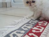 Exotic Shorthair Yavrularımız 2 Aylık Erkek Ve Dişi