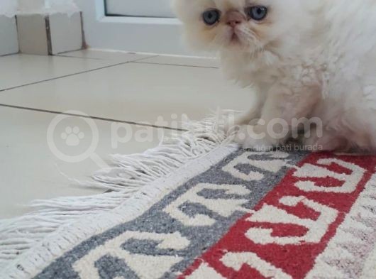 Exotic Shorthair Yavrularımız 2 Aylık Erkek ve Dişi