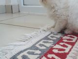 Exotic Shorthair Yavrularımız 2 Aylık Erkek Ve Dişi