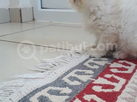 Exotic Shorthair Yavrularımız 2 Aylık Erkek Ve Dişi görsel