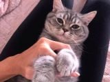 Nadir Bulunan Kırcıllı British Shorthair