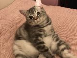 Nadir Bulunan Kırcıllı British Shorthair