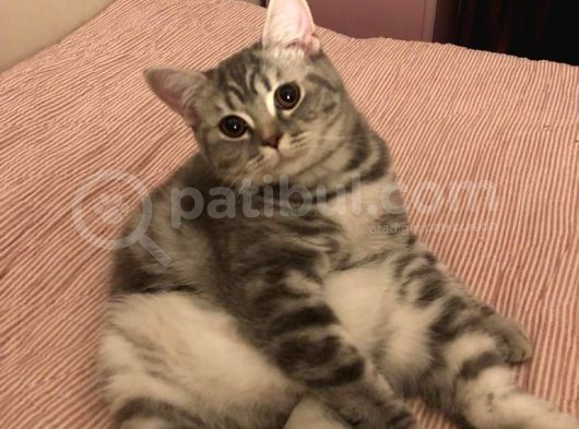 Nadir Bulunan Kırcıllı British Shorthair görsel
