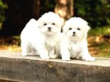 Maltese Terrier Yavrularımız