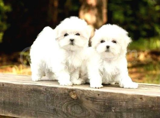 Maltese Terrier Yavrularımız görsel