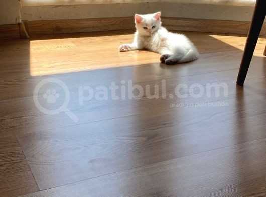 Beyaz Dişi British Shor Hair görsel