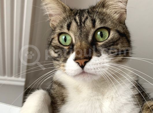 Yavrumuz Michel (Tekir Kedi) Kayıp görsel