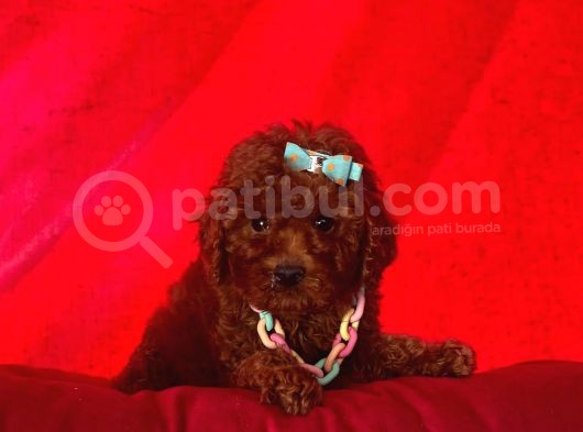 Safkan Toy Poodle Yavrularımız görsel