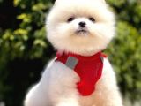 Teddy Face Pomeranian Bol Tüylü