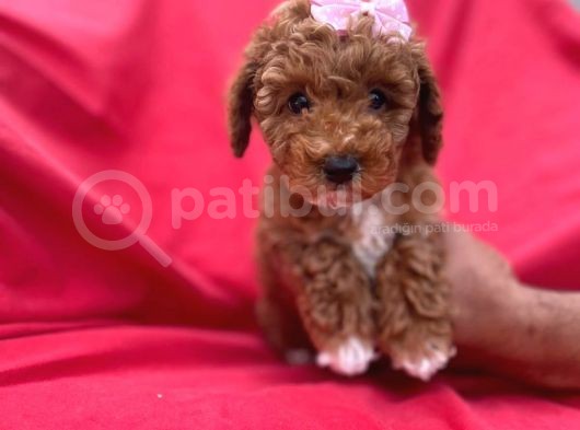Di̇şi̇ Party Color Toy Poodle