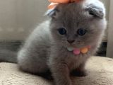 Scottish Fold