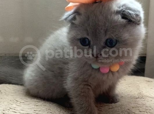 Scottish Fold