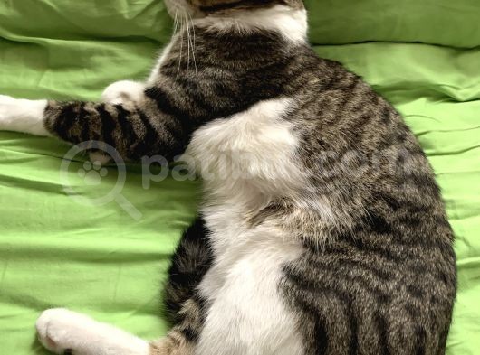 Yavrumuz Michel (Tekir Kedi) Kayıp görsel