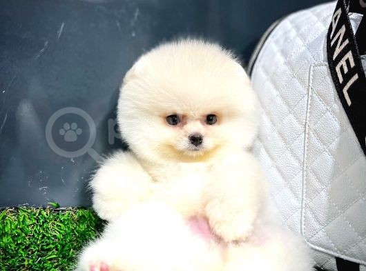 Ayı Surat Pomeranian Boo Yavrularımız görsel