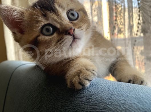 Çok Oyuncu Anne Yanından Sağlıklı Erkek Bebek görsel