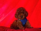Safkan Toy Poodle Yavrularımız