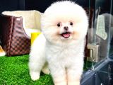 Ayı Surat Pomeranian Boo Yavrularımız