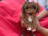 Di̇şi̇ Party Color Toy Poodle