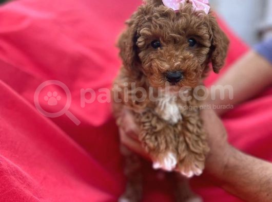 Di̇şi̇ Party Color Toy Poodle görsel