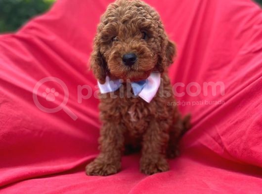 Anne Altindan Red Toy Poodle Yavrulari