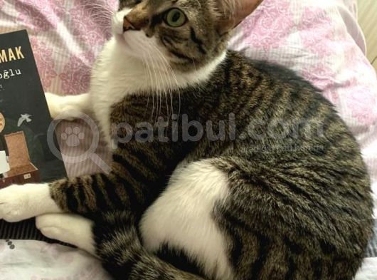 Yavrumuz Michel (Tekir Kedi) Kayıp