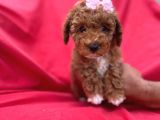 Di̇şi̇ Party Color Toy Poodle