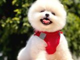 Teddy Face Pomeranian Bol Tüylü