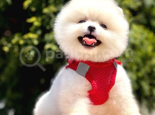 Teddy Face Pomeranian Bol Tüylü görsel