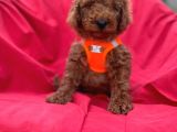 Red Toy Poodle Yavrulari