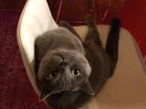British Shorthair Tuvalet Eğitimli