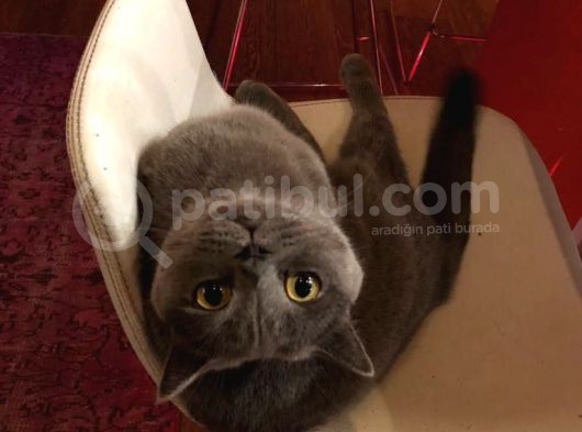 British Shorthair Tuvalet Eğitimli görsel