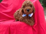 Anne Altindan Red Toy Poodle Yavrulari