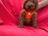 Red Toy Poodle Yavrulari