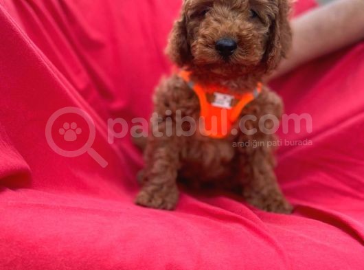 Red Toy Poodle Yavrulari görsel