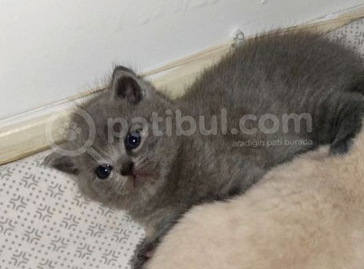 British Short Hair Yavru Kedilerimiz görsel