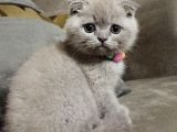 Scottish Fold