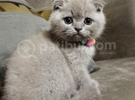 Scottish Fold görsel