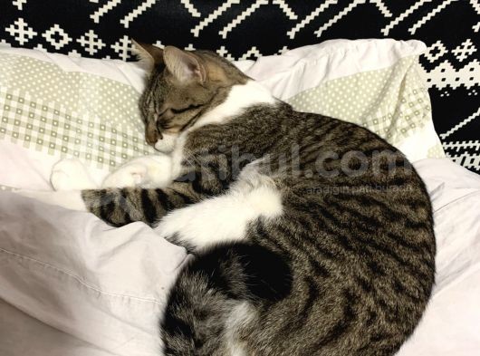 Yavrumuz Michel (Tekir Kedi) Kayıp görsel