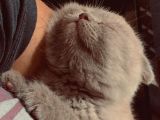 Scottish Fold