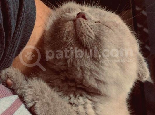 Scottish Fold görsel