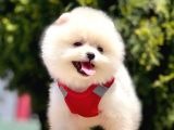 Teddy Face Pomeranian Bol Tüylü