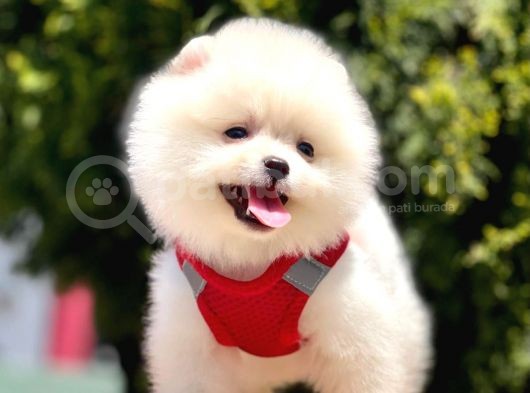 Teddy Face Pomeranian Bol Tüylü görsel