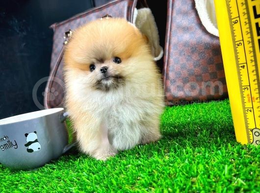 Ayı Surat Pomeranian Boo Yavrularımız görsel
