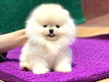 Pomeranian Boo Teddy Face Dişi Yavrumuz