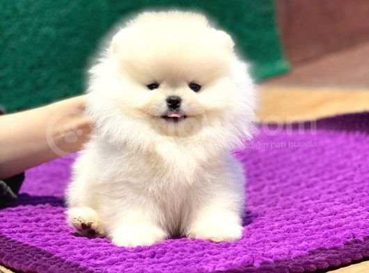Pomeranian Boo Teddy Face Dişi Yavrumuz görsel