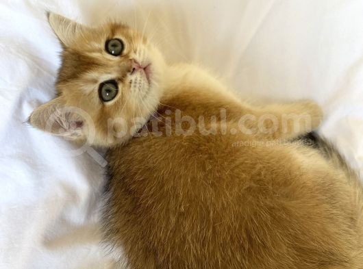 En Yakışıklı Benim Oğlum görsel