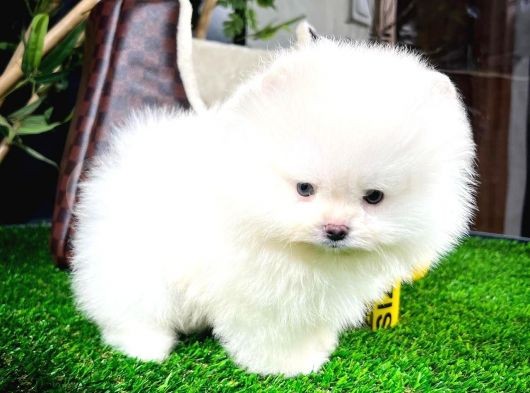 Irk Ve Sağlık Garantili Pomeranian Boo Yavrularımız görsel