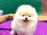 Pomeranian Boo Teddy Face Dişi Yavrumuz
