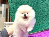 Pomeranian Boo Teddy Face Dişi Yavrumuz